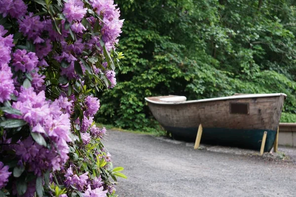 Selektiv Fokus Skott Lila Rhododendron Blommor Bakgrunden Gammal Båt — Stockfoto