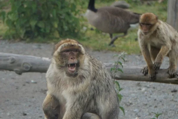 Primo Piano Una Famiglia Scimmie Con Una Che Urla Primo — Foto Stock