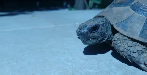 Een Close Shot Van Een Schildpad Met Een Wazige Achtergrond — Stockfoto