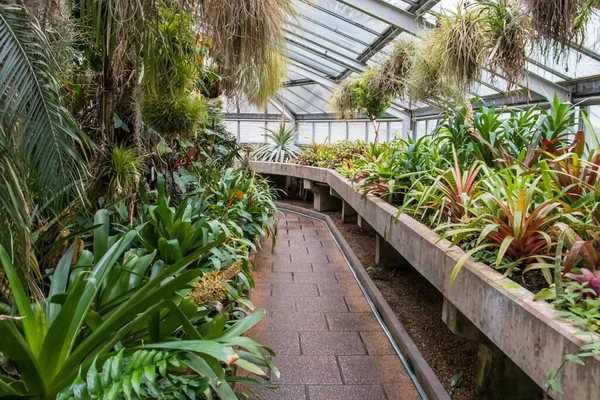 Une Variété Plantes Aechmea Recurvata Intérieur Serre — Photo