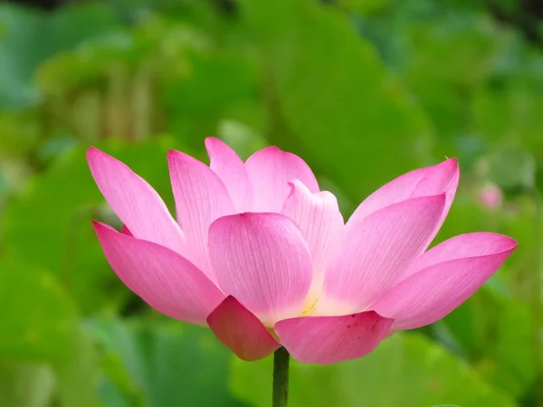 Eine Nahaufnahme Von Blühenden Rosa Lotusblütenblättern — Stockfoto