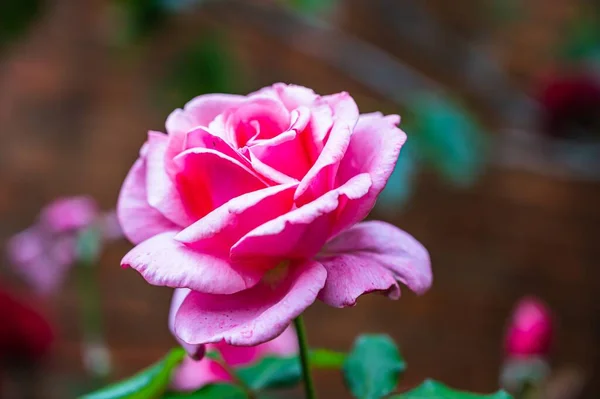 Detailní Záběr Krásné Růžové Růže Květiny Kvetoucí Zahradě Rozmazaném Pozadí — Stock fotografie