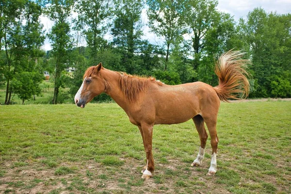 一匹棕色的马站在绿树旁的绿地上 — 图库照片