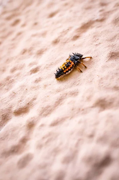 Kleine Marienkäferlarven Sitzen Auf Einer Harten Wand — Stockfoto