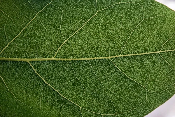Ένα Κοντινό Πλάνο Ενός Πράσινου Φύλλου Τροπικού Φυτού — Φωτογραφία Αρχείου