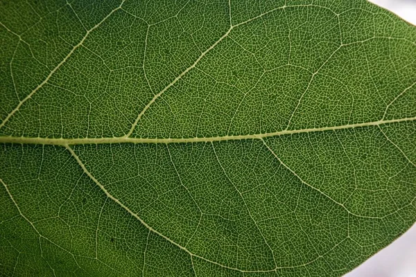 Een Dichtbij Shot Van Een Groen Vel Van Een Tropische — Stockfoto