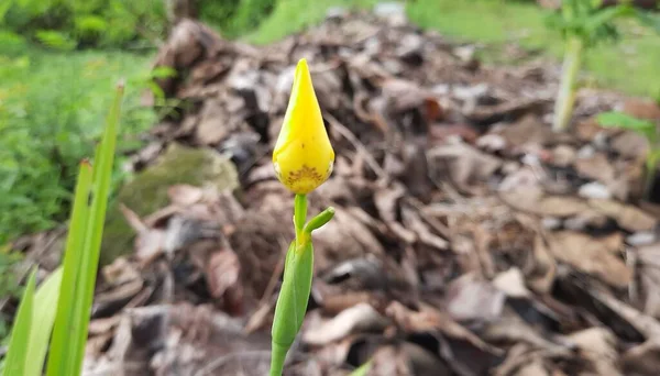 Zbliżenie Ujęcie Żółtego Tulipanowego Pączka Ogrodzie — Zdjęcie stockowe