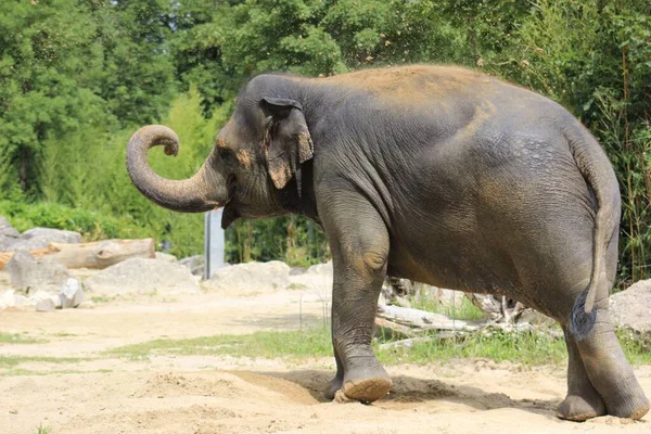 Lindo Elefante Bebê Andando Uma Superfície Sujeira Sob Sol Com — Fotografia de Stock