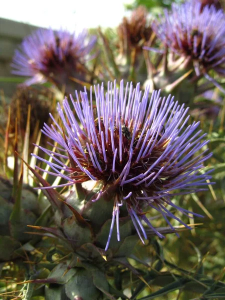 Een Verticaal Close Shot Van Wild Artichoke Bloemen Gevangen Malta — Stockfoto