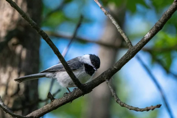Shallow Focus Shot Marsh Tit Bird Perched Tree Branch — Stok fotoğraf