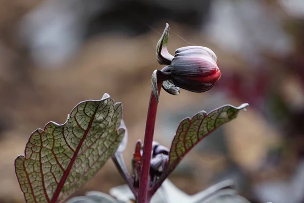 Een Close Van Een Rode Bloemknop Voor Bloei Perfect Voor — Stockfoto