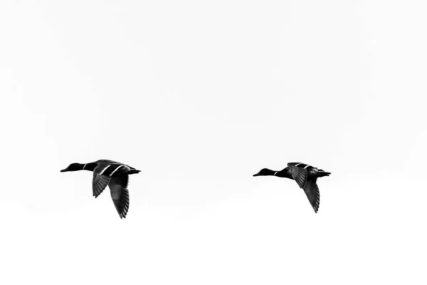 Cliché Échelle Grise Deux Saumons Volants Sous Les Lumières Isolées — Photo