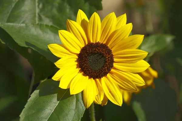 Gros Plan Beau Tournesol Lumière Jour — Photo