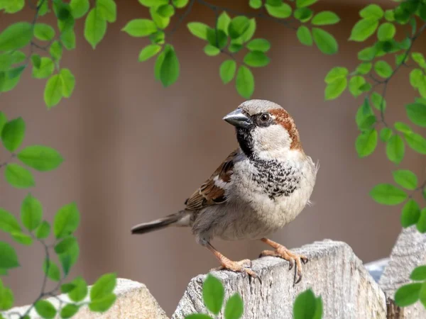 Tiro Close Pássaro Vida Selvagem Finch Marrom Empoleirado Uma Cerca — Fotografia de Stock