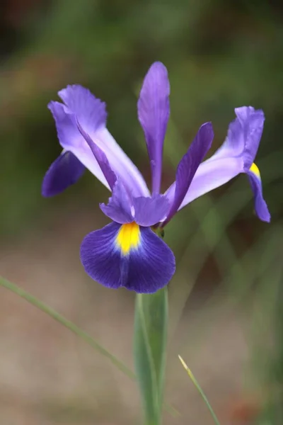 Una Macro Toma Vertical Una Hermosa Flor Iris Púrpura Luz —  Fotos de Stock