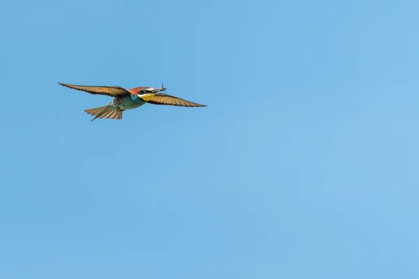 Uçarken Ahır Kırlangıcının Düşük Açılı Görüntüsü — Stok fotoğraf