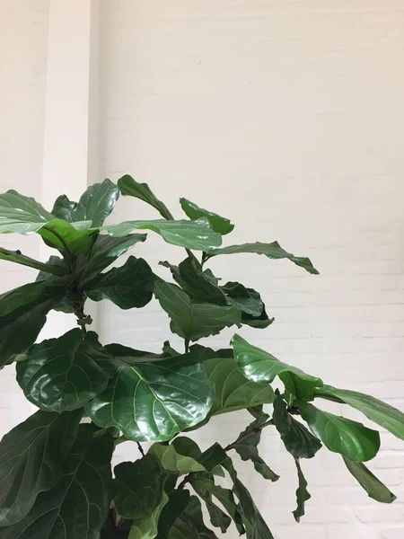 乳白色の壁の背景に緑の植物の美しい垂直ショット — ストック写真