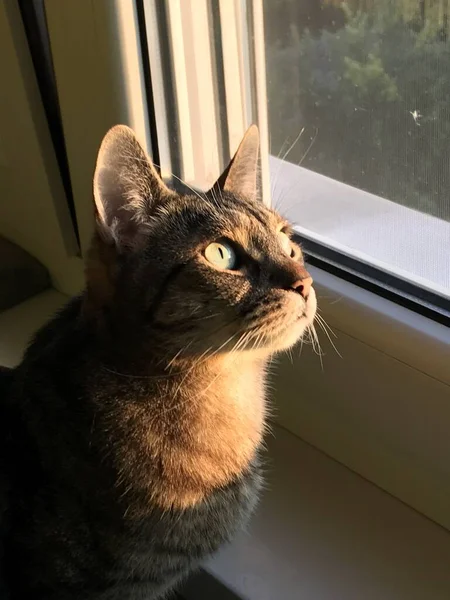 Disparo Vertical Lindo Gato Doméstico Pie Cerca Ventana Bajo Luz —  Fotos de Stock