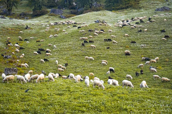Las Ovejas Pastando Los Campos Verdes — Foto de Stock
