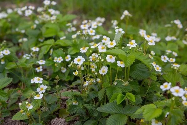 Enfoque Selectivo Las Hermosas Flores Fresa Blanca Salvaje Floreciendo — Foto de Stock