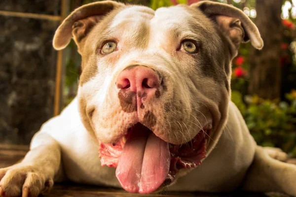 Tiro Close Uma Cara Pit Bull Terrier — Fotografia de Stock