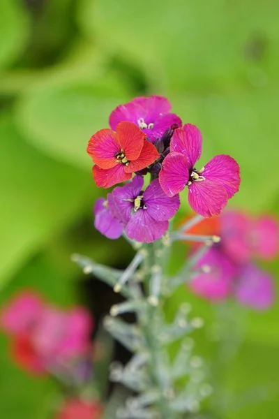 Eine Vertikale Selektive Fokusaufnahme Der Lila Lunaria Blume — Stockfoto