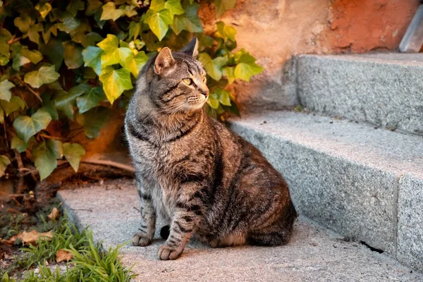 Yeşil Bir Bitkinin Yanındaki Binanın Merdivenlerinde Oturan Bir Kedi — Stok fotoğraf