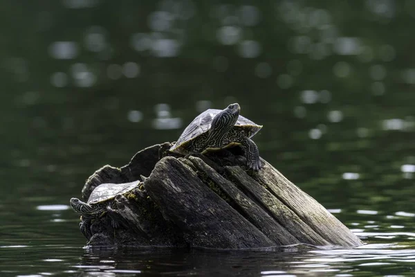 Черепаха Острові Морріс — стокове фото