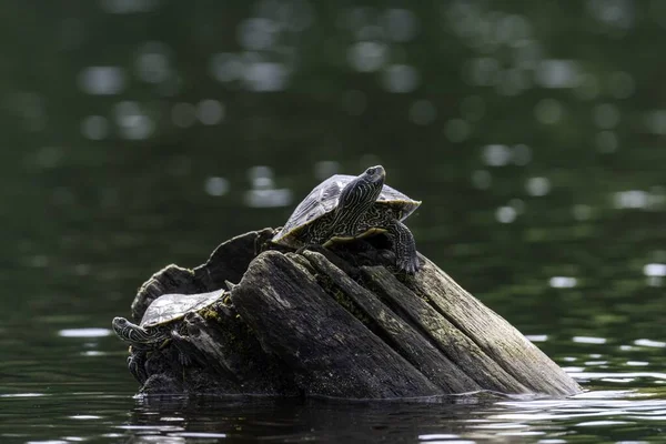 Uma Tartaruga Área Conservação Morris Island — Fotografia de Stock