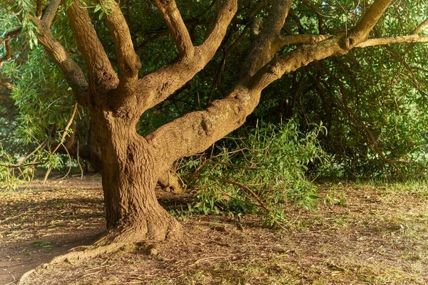 Uma Árvore Verde Com Enorme Tronco Árvore Natureza — Fotografia de Stock