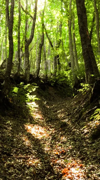 Tiro Vertical Pequeno Caminho Uma Floresta Verde Brilhante Dia Ensolarado — Fotografia de Stock