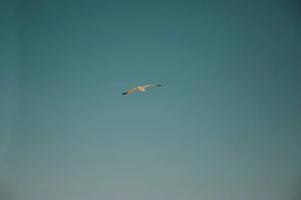 Mlaga España Jun 2020 Gaviota Surcando Cielo Sobre Mar Mediterrneo —  Fotos de Stock