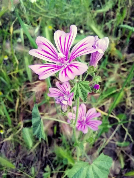 Primo Piano Verticale Bellissimo Fiore Malva Viola Campo — Foto Stock