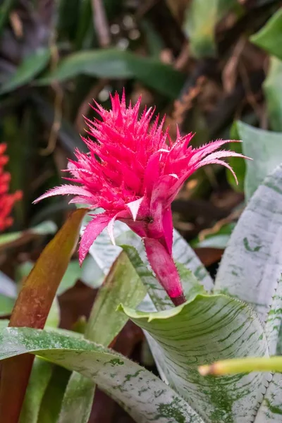 Вертикальний Знімок Рожевої Квітки Під Назвою Aechmea Fasciata — стокове фото