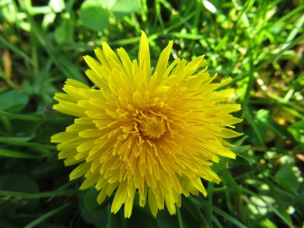 Ein Selektiver Fokus Der Schönen Gelben Löwenzahnblüte — Stockfoto