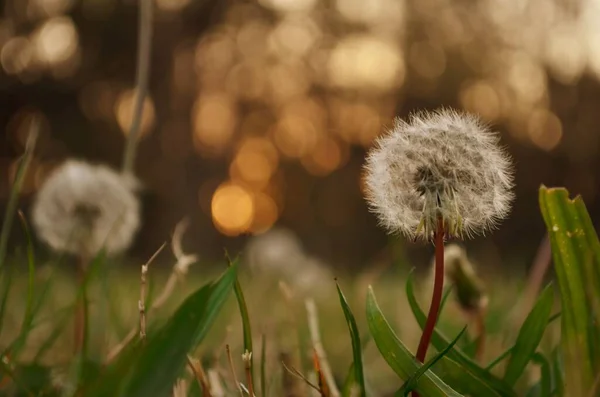 Närbild Bild Bild Maskros Puff Ett Fält Bokeh Bakgrund — Stockfoto