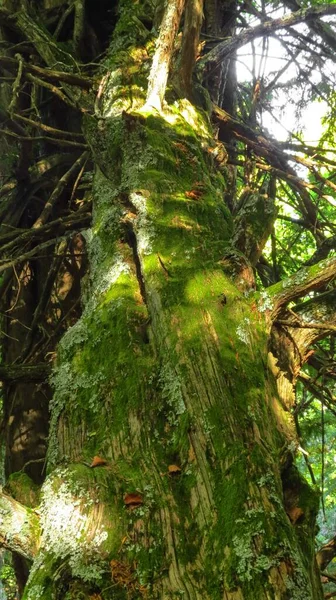 Nízký Úhel Vertikálního Záběru Mechem Zeleného Kmene Stromu — Stock fotografie