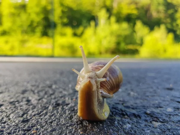 Sebuah Gambar Close Dari Siput Coklat Merangkak Aspal Dengan Latar — Stok Foto