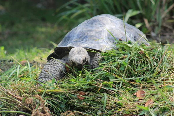 Closeup Shot Tortoise Eating Leaves Green Field Sun — Stock Photo, Image