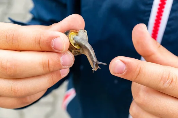 Closeup Shot Snail Being Held Hands Male Person Wearing Blue — Stock Photo, Image