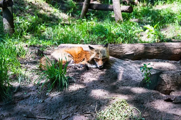 Closeup Shot Cute Fox Lying Ground Zoo Sunny Day — Stock Photo, Image