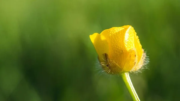 Plan Rapproché Une Fleur Buttercup Jaune Devant Herbe Verte — Photo