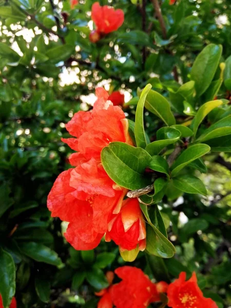 Gros Plan Belles Fleurs Rouges Césalpinia Dans Jardin — Photo