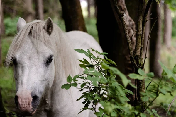 Ein Weißes Pferd Einem Wald Der Neben Grünen Pflanzen Und — Stockfoto