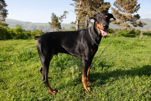 Eine Selektive Fokusaufnahme Eines Entzückenden Welpen Der Auf Gras Spielt — Stockfoto