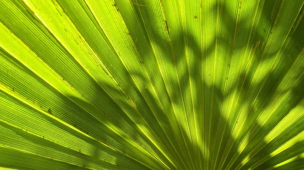 Egy Vízszintes Közelkép Egy Élénk Zöld Levélről Amin Napfény Van — Stock Fotó