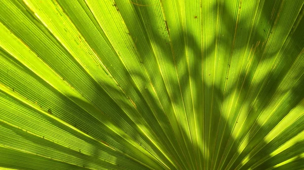 Primer Plano Horizontal Una Hoja Verde Brillante Con Luz Solar —  Fotos de Stock