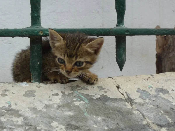 Lovitură Closeup Unui Pisoi Sub Gard Metalic — Fotografie, imagine de stoc