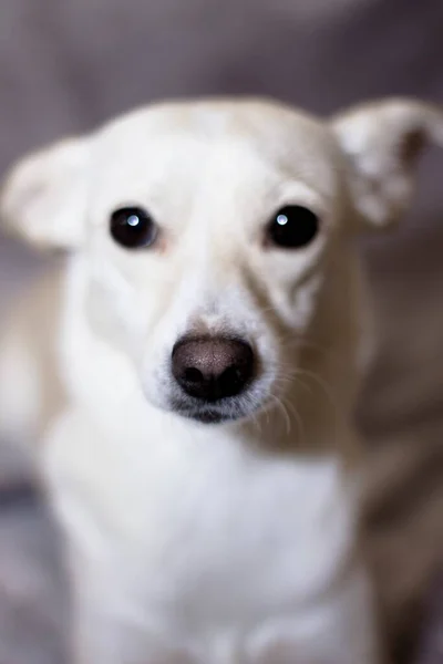 ベッドの上に寝そべってる可愛くて可愛い白い犬 — ストック写真