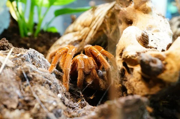 Close Shot Tarantula Spider Its Natural Habitat — Stock Photo, Image